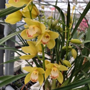 D1-Cymbidium Standard giallo/verde-vaso 14 cm.-da 3 a 5 rami