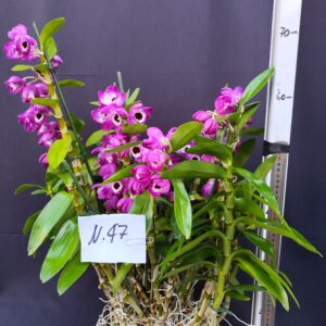 Dendrobium Nobile- Varieta’ esclusive ” violaluca orchidee”-pianta n.47-ESEMPLARE GIGANTE!!!!!!!!!!