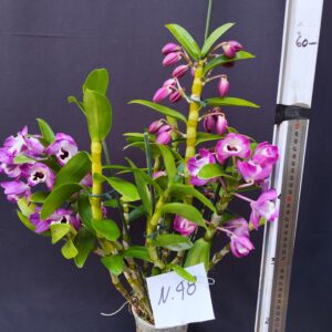 Dendrobium Nobile- Varieta’ esclusive ” violaluca orchidee”-pianta n.48