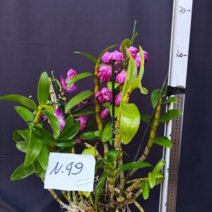 Dendrobium Nobile- Varieta’ esclusive ” violaluca orchidee”-pianta n.49