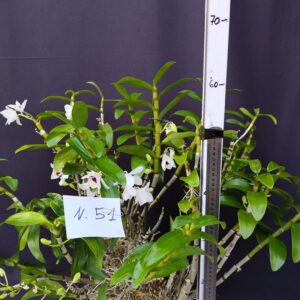 Dendrobium Nobile- Varieta’ esclusive ” violaluca orchidee”-pianta n.51