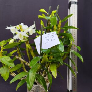Dendrobium Nobile- Varieta’ esclusive ” violaluca orchidee”-pianta n.52