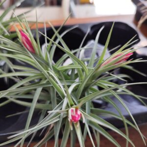 Tillandsia con  fiori