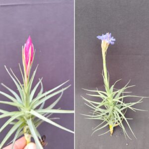 Tillandsia con  fiori-due varieta’ miste