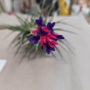 Tillandsia con  fiori-varieta’ bicolore