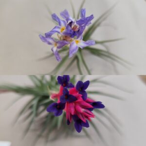 Tillandsia con  fiori-due varieta’ miste
