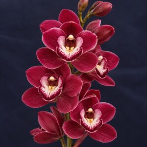 E5-Cymbidium Midi “Naomi”-taglia pianta XL-con fiori