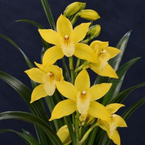 E4-Cymbidium “Corne”-vaso 12 cm.-con e senza fiori