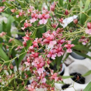 E8-Oncidium “Rosy Sunset”- profumato- vaso 12 cm.-con e senza fiori