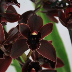 E7-Cymbidium mini “Cali Night”-vaso 14 cm.-con e senza fiori-taglia XL