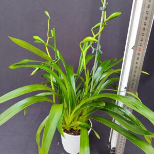 E6-Cymbidium mini 2 rami-pezzo unico