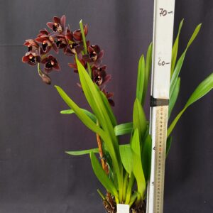 E7-Cymbidium mini “Cali Night”-vaso 14 cm.-1 ramo