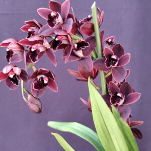 E7-Cymbidium mini “Cali Night”-vaso 14 cm.-1 ramo