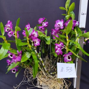 Dendrobium Nobile- Varieta’ esclusive ” violaluca orchidee”-pianta n.53