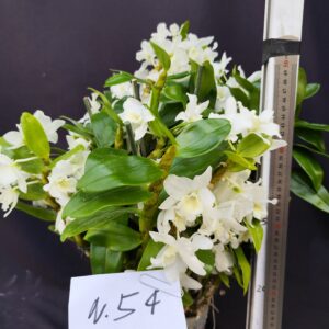 Dendrobium Nobile- Varieta’ esclusive ” violaluca orchidee”-pianta n.54