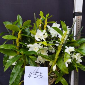 Dendrobium Nobile- Varieta’ esclusive ” violaluca orchidee”-pianta n.55
