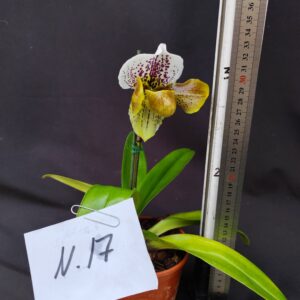 Paphiopedilum-pianta n. 17