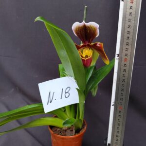 Paphiopedilum-pianta n. 18