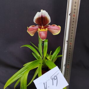 Paphiopedilum-pianta n. 19