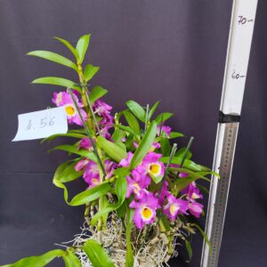 Dendrobium Nobile- Varieta’ esclusive ” violaluca orchidee”-pianta n.56