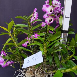 Dendrobium Nobile- Varieta’ esclusive ” violaluca orchidee”-pianta n.57