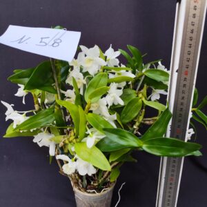 Dendrobium Nobile- Varieta’ esclusive ” violaluca orchidee”-pianta n.58