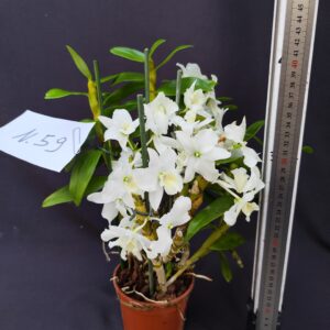Dendrobium Nobile- Varieta’ esclusive ” violaluca orchidee”-pianta n.59