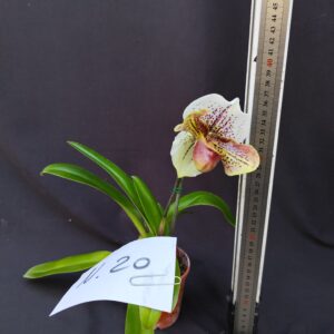 Paphiopedilum-pianta n. 20