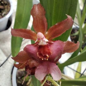 E8-Oncidium “Rosy Sunset”- profumato- vaso 12 cm.-con e senza fiori