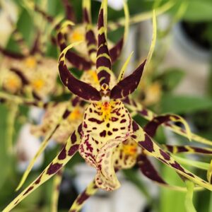 E8-Brassia “Summer Dream” in vaso 12 cm.-con e senza fiori