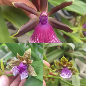 E8-Zygopetalum-piante super – profumate-vaso 12 cm.- con e senza fiori