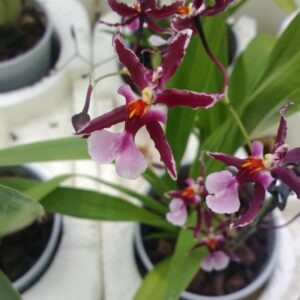 E8-Oncidium “Mieke Von Holm “- profumato-foglie variegate – vaso 12 cm.-con e senza fiori