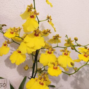 E8-Oncidium giallo – vaso 12 cm.-con e senza fiori
