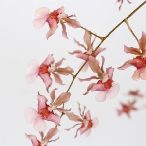 E8-Oncidium “Rosy Sunset”- profumato- vaso 12 cm.-con e senza fiori