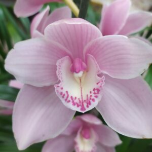 E11-Cymbidium midi “Shellpearl Parnasse”-vaso 16 cm.- taglia pianta XL