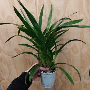 E10-Zygopetalum “varieta’ miste”-vaso 12 cm. -senza fiori