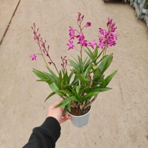 E10-Dendrobium “Berry Oda”-vaso 12 cm. -senza fiori