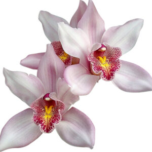 E11-Cymbidium midi “Petit Surprise”-vaso 16 cm.- taglia pianta XL