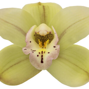 E11-Cymbidium midi “Let Flor”-vaso 16 cm.- taglia pianta XL