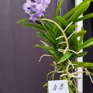 E9-Vanda gigante con keiki-pianta N.8 – 1 ramo