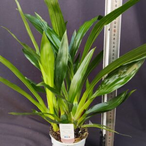 E10-Zygopetalum “varieta’ miste”-vaso 12 cm. -con e senza fiori-profumata!