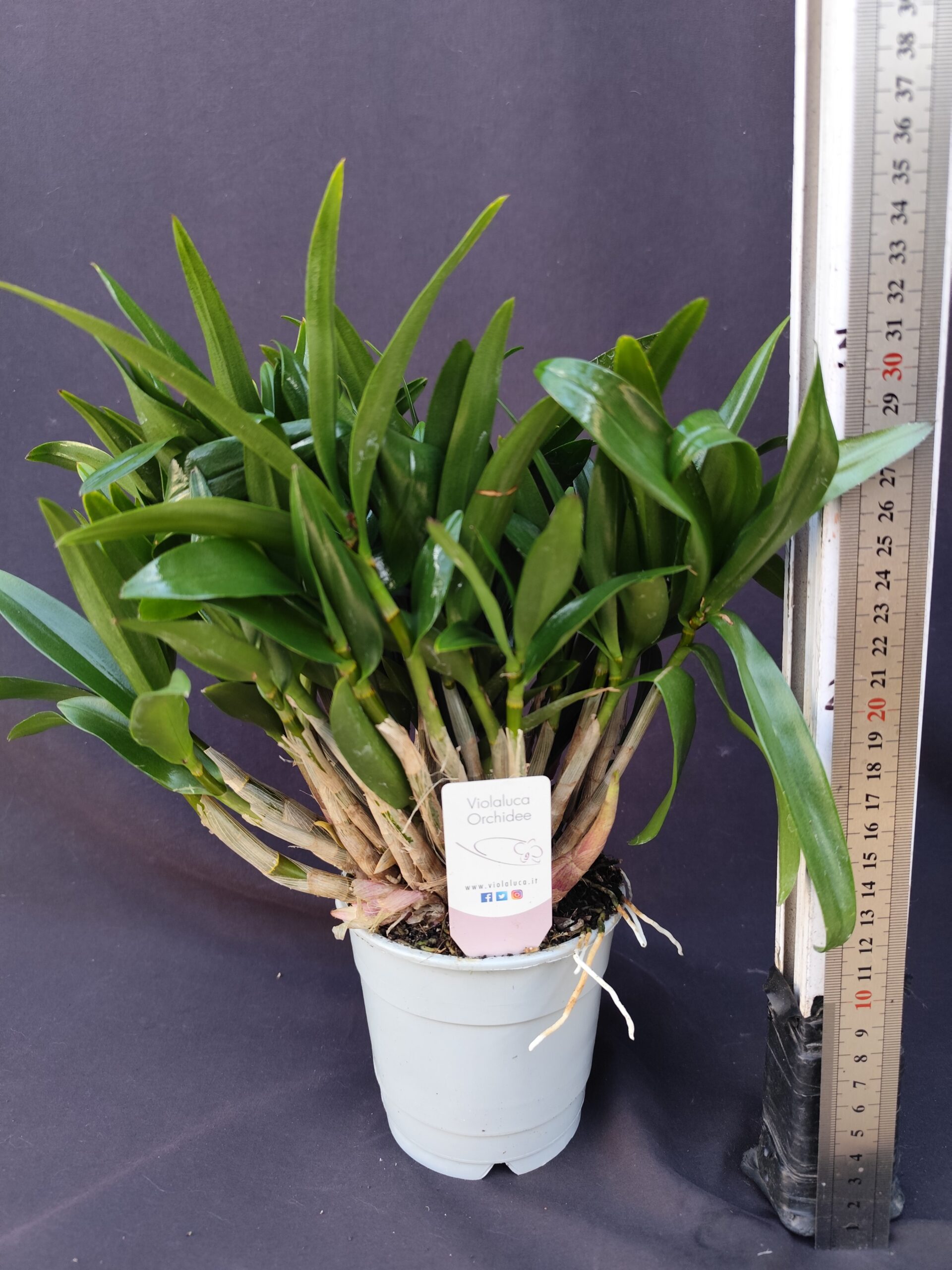 IMG_20260516_172543