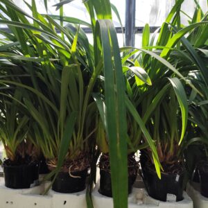 E11-Cymbidium “Mix mini/standard”-vaso 16 cm.- taglia pianta XL