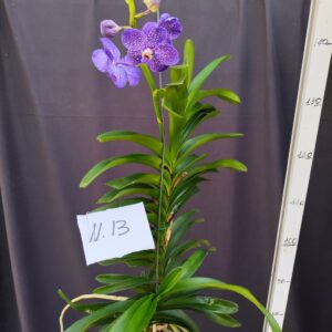 E9-Vanda gigante con keiki-pianta N.13 – 1 ramo