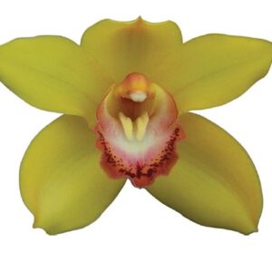 E11-Cymbidium standard “Golden Courtier Wall Flor'”-vaso 16 cm.- taglia pianta XL