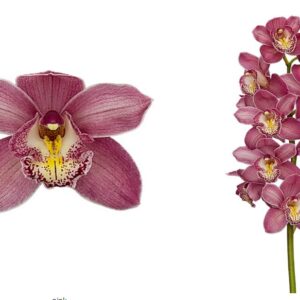 E11-Cymbidium standard “Sweet Flor”-vaso 16 cm.- taglia pianta XL