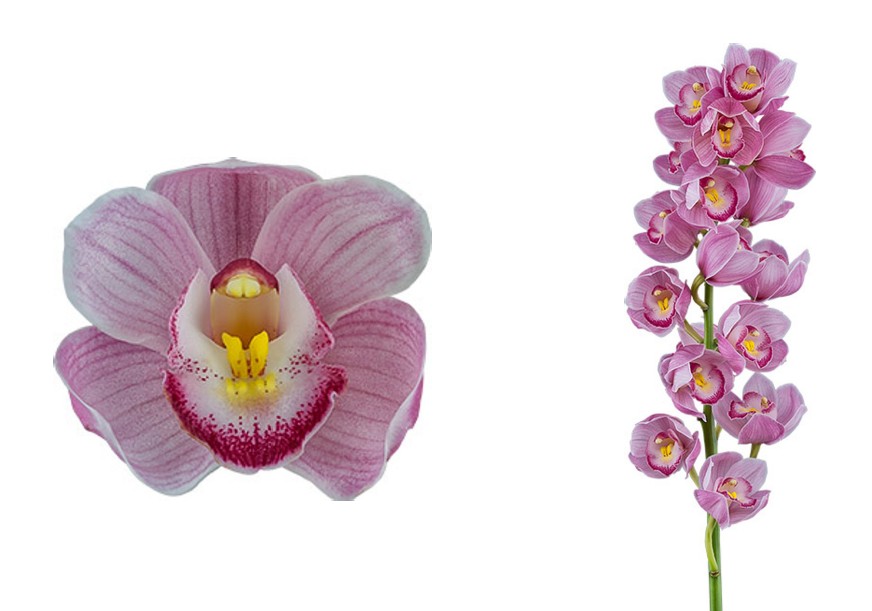 D11-Bulbi Cymbidium Midi “Mamma Mia”