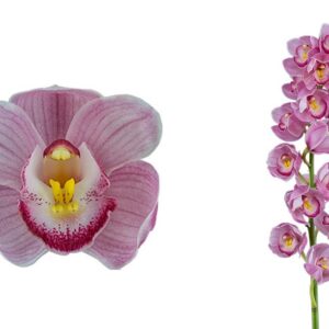 E11-Cymbidium midi “Mamma Mia”-vaso 16 cm.- taglia pianta XL