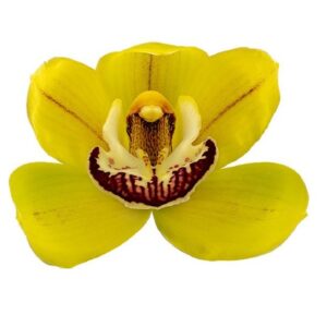 E11-Cymbidium midi “Yellow Spot”-vaso 16 cm.- taglia pianta XL