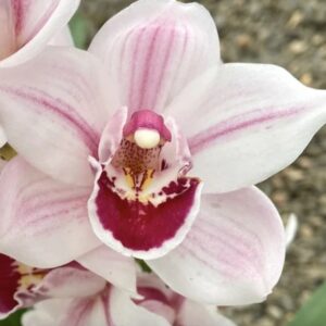 E11-Cymbidium midi “Lucky Rainbow Lupine Joyner”-vaso 16 cm.- taglia pianta XL